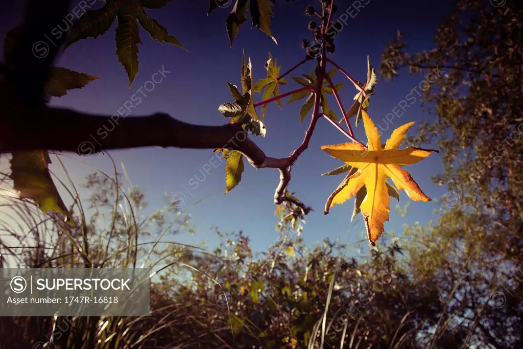 Autumn leaves on sweet gum tree