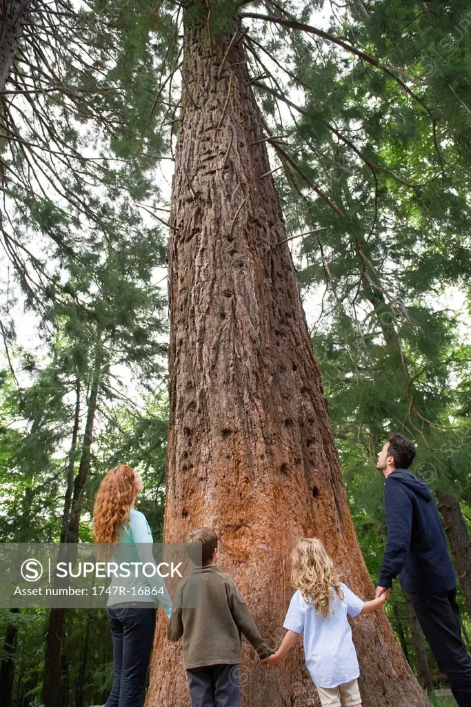 Family standing together at base of tall tree, holding hands, rear view