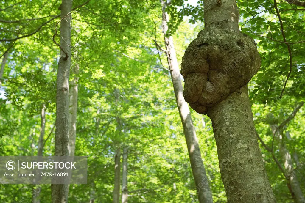 Burl on tree