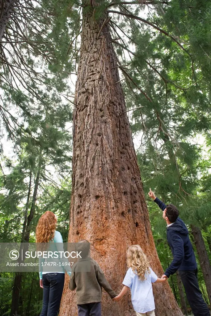Family standing together at base of tall tree, holding hands, rear view