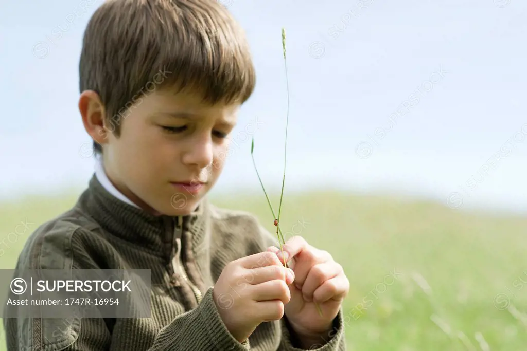 Boy watching ladybug crawling on twig