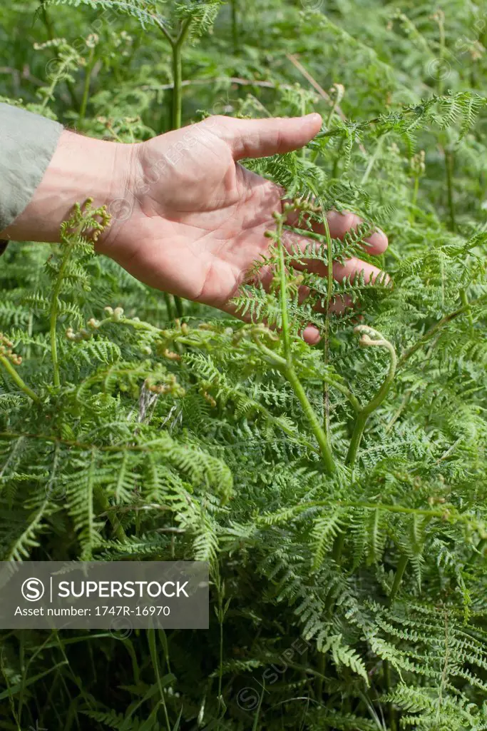 Man´s hand touching fern