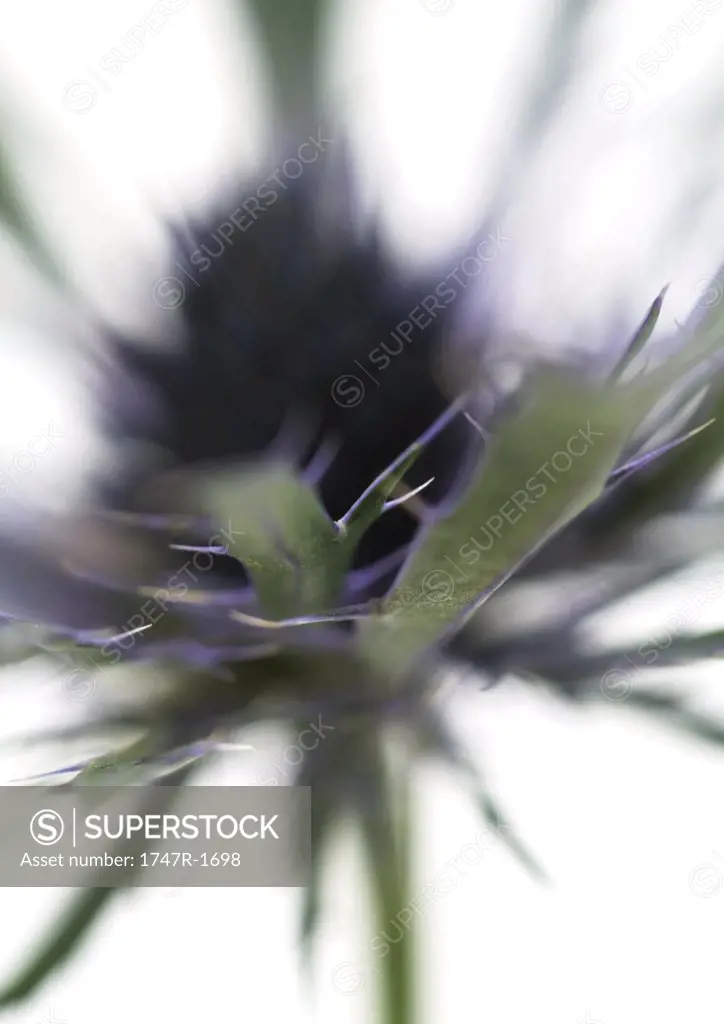 Thistle flower, close-up