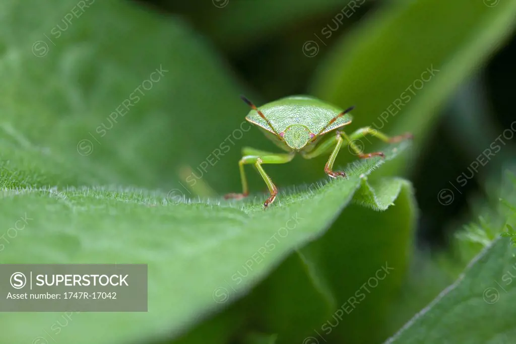 Green stink bug on leaf, close_up