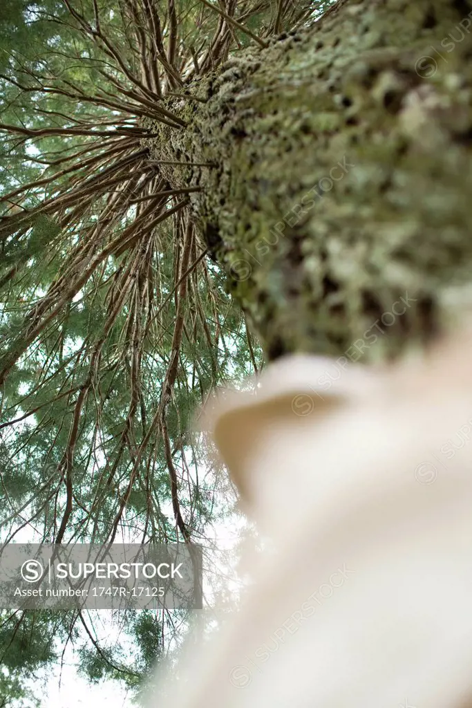 Person staring up at tree, low angle view