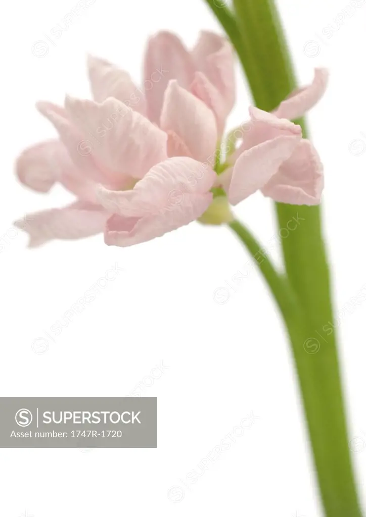 Pink wallflower, close-up