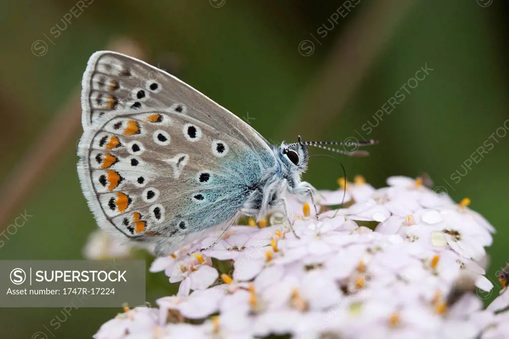 Adonis blue Polyommatus bellargus butterfly