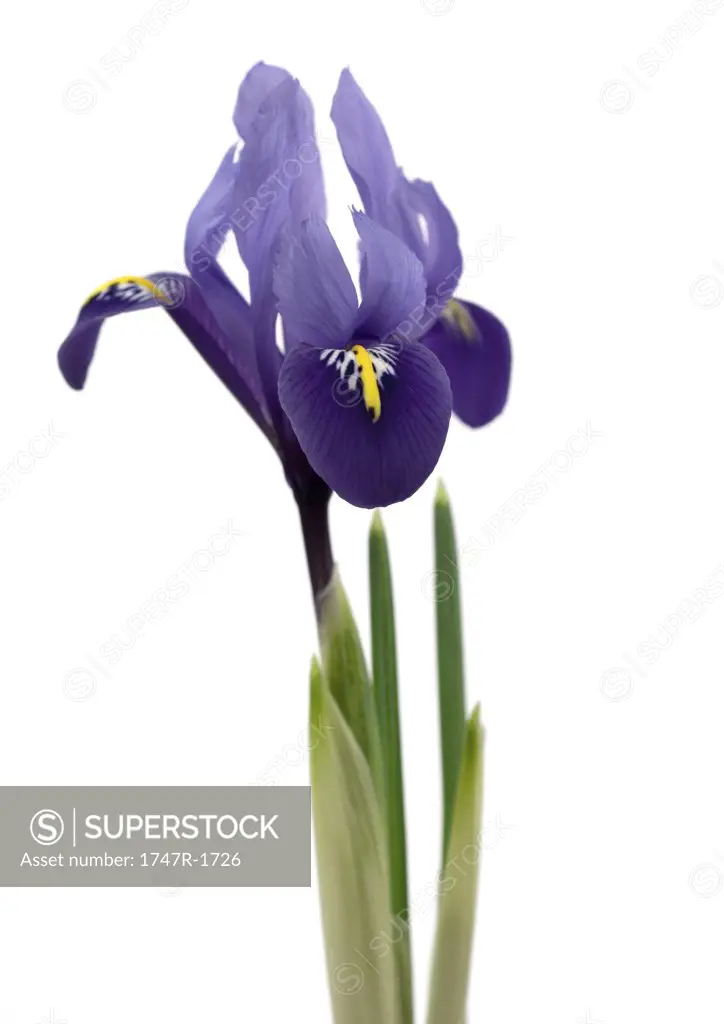 Purple iris, close-up