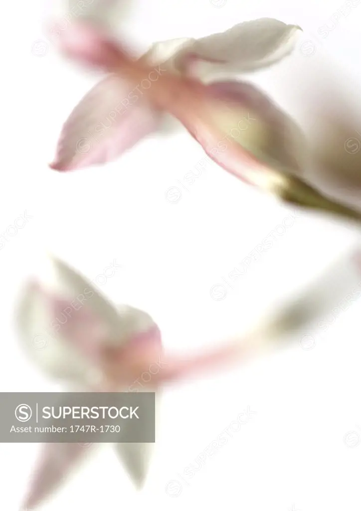Jasmine blossoms, close-up