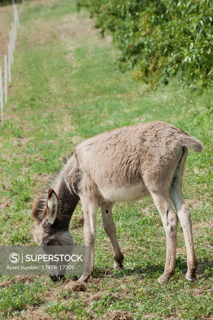 Donkey foal grazing in pasture