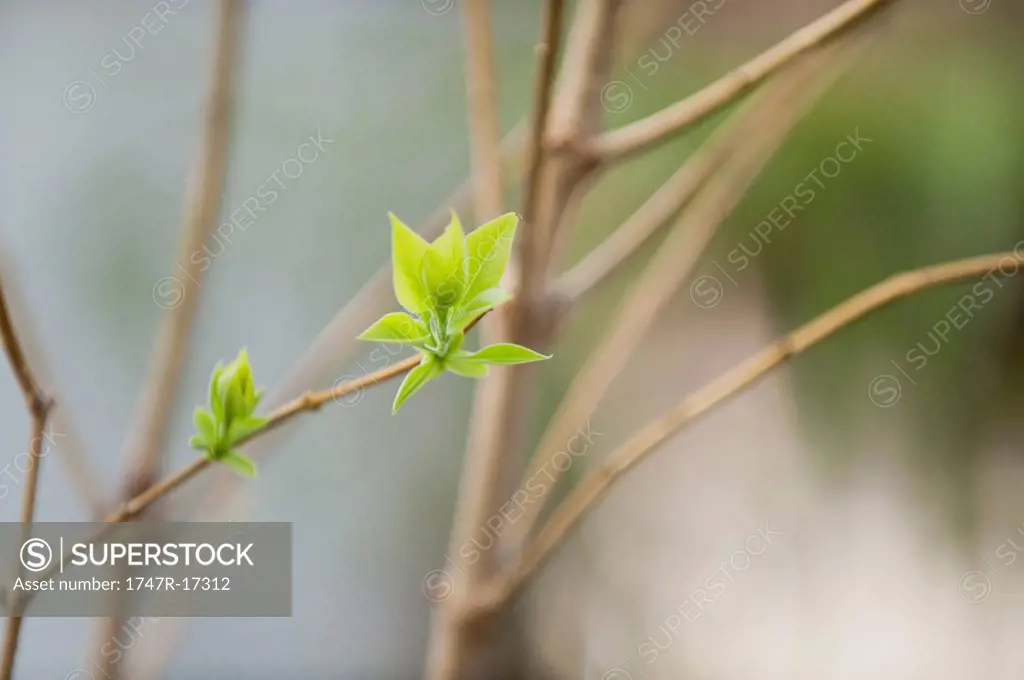 Budding lilac leaves