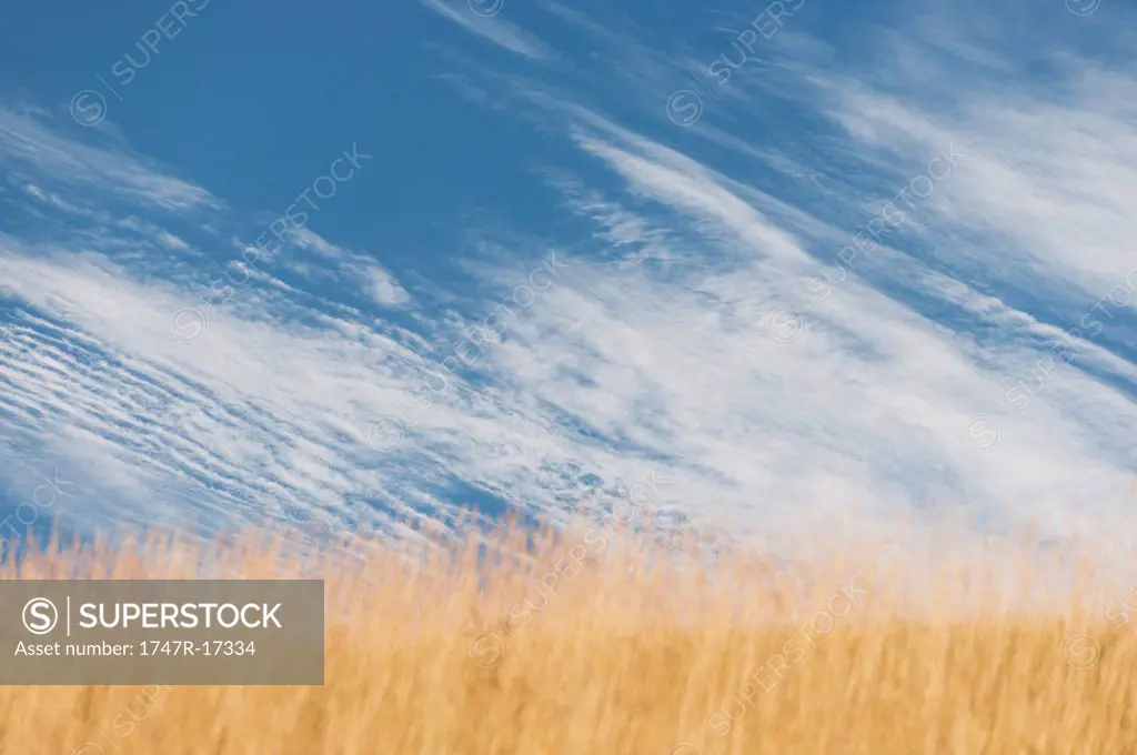 Wispy cirrus clouds over wheatfield