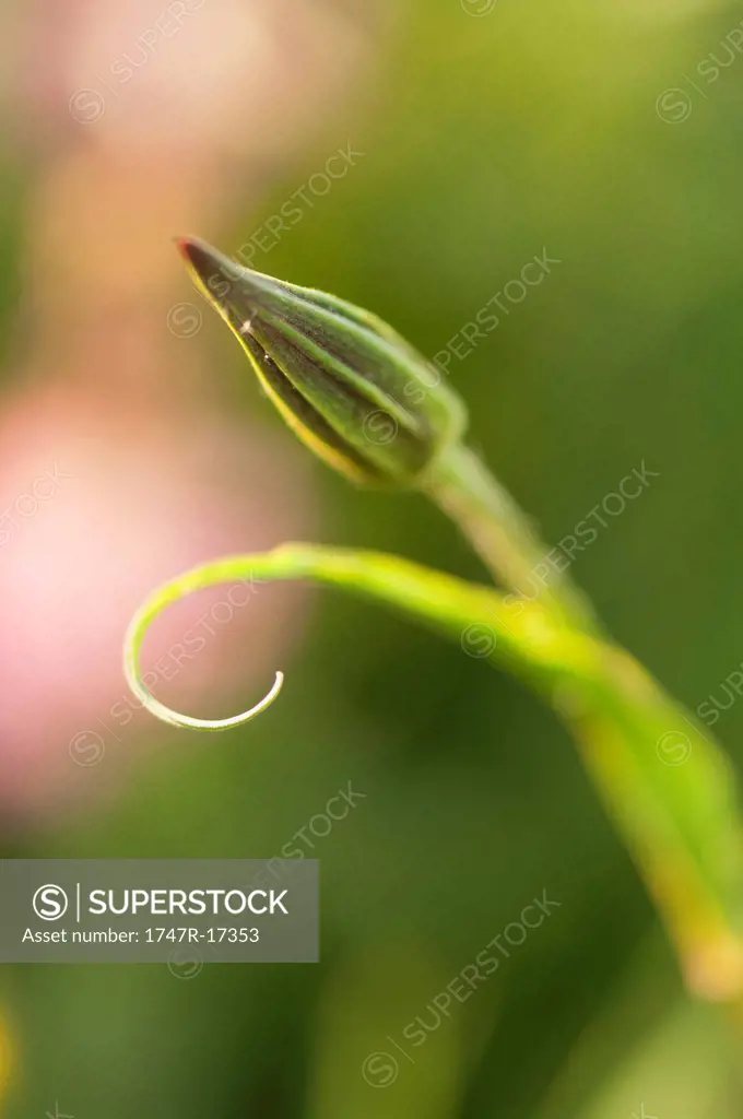 Flower bud