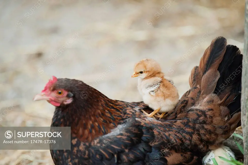 Chick sitting on hen´s back