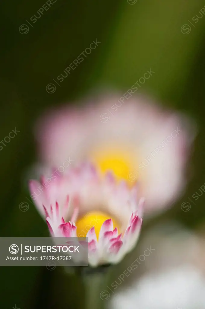 Asters, close_up