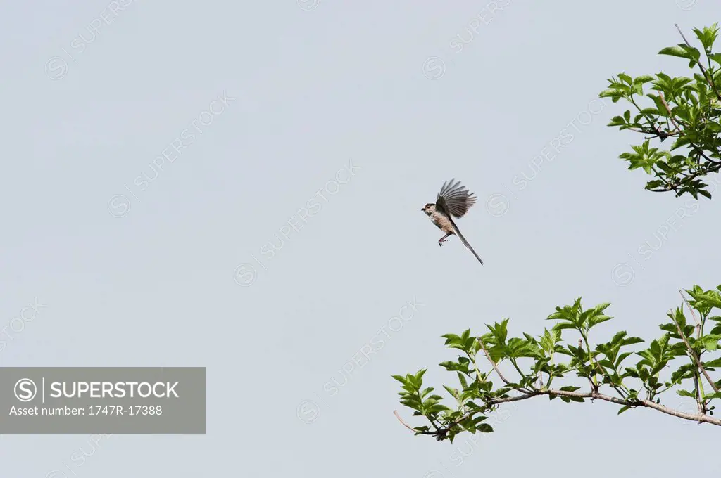 Bird in mid_flight