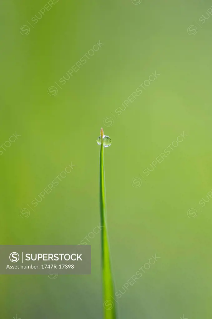 Dew drops on blade of grass