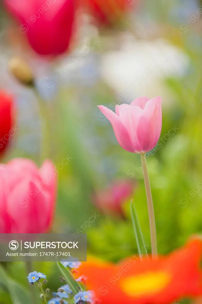 Tulips blooming in spring