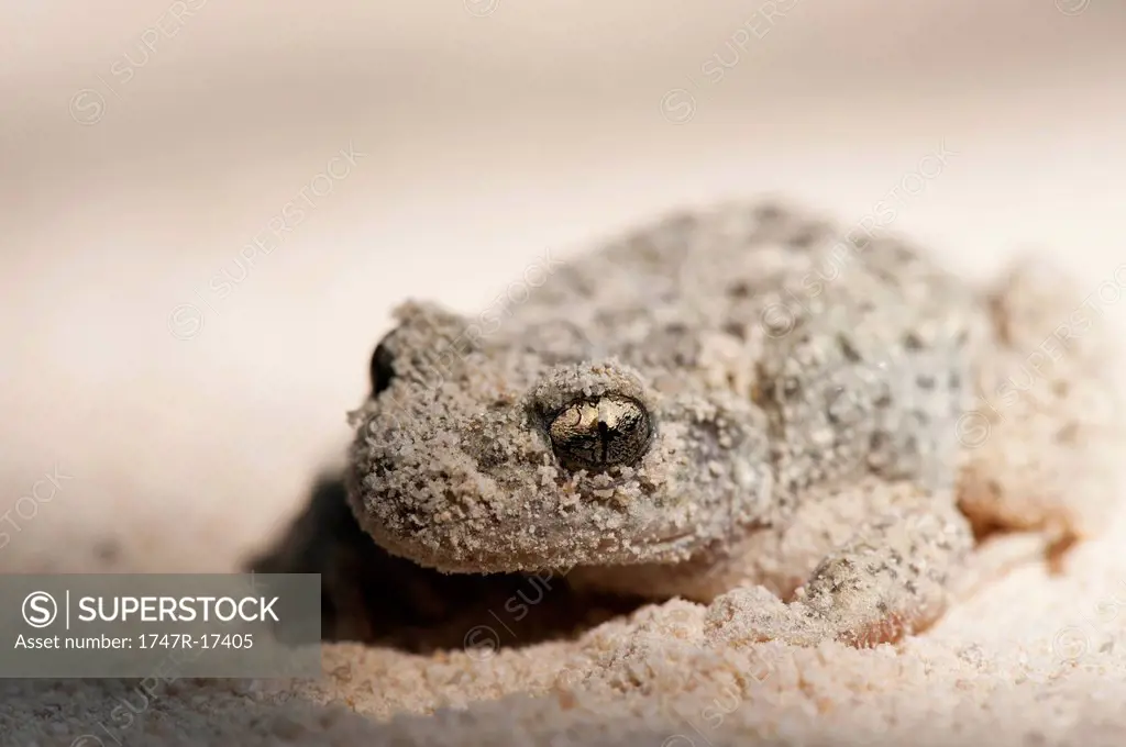 Midwife toad Alytes obstetricans covered in sand