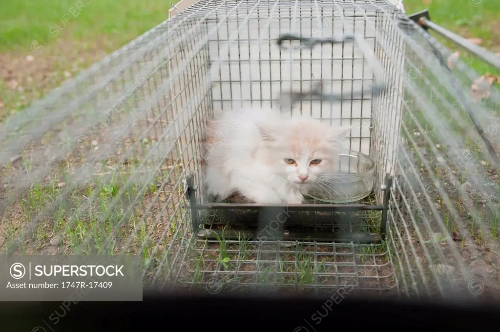 Kitten in cage outdoors