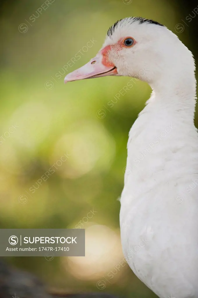 Duck, portrait