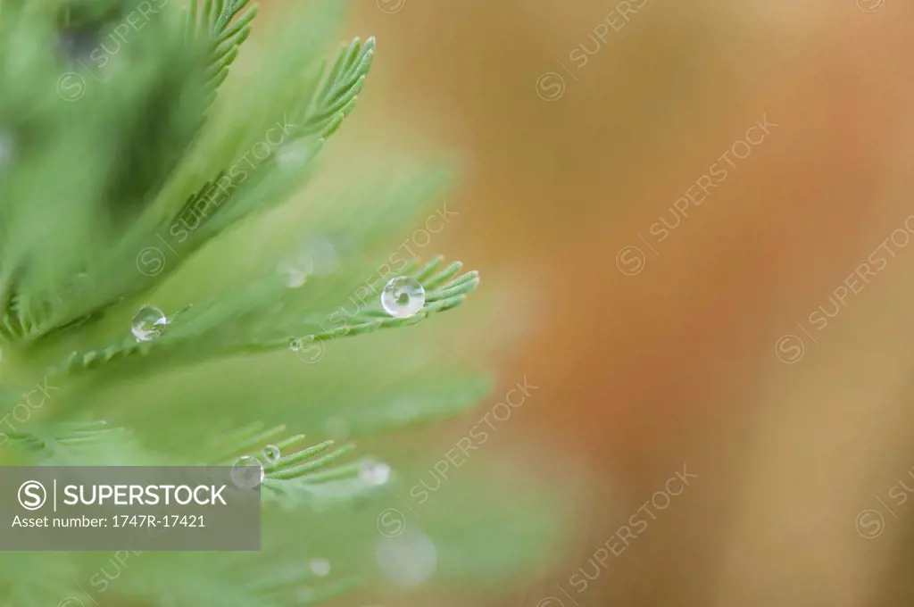 Dew drops on parrotfeather plant Myriophyllum aquaticum