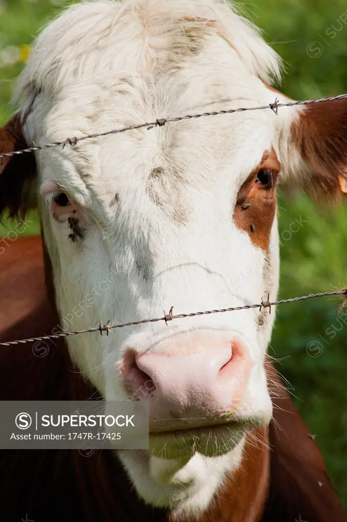 Cow behind barbed wire