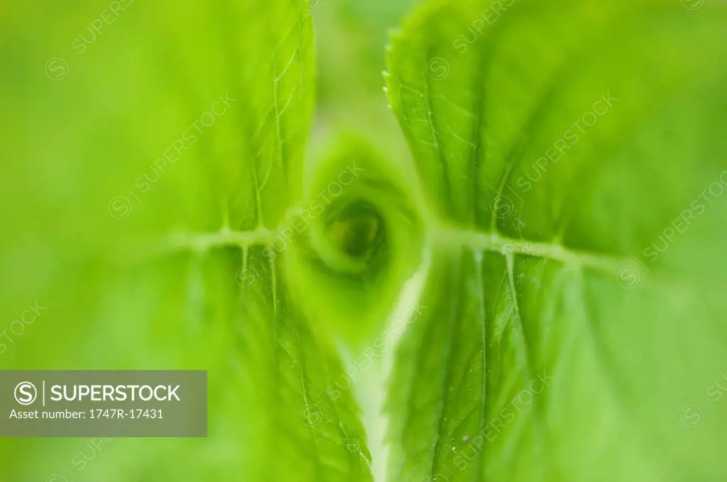Hydrangea leaves, close_up
