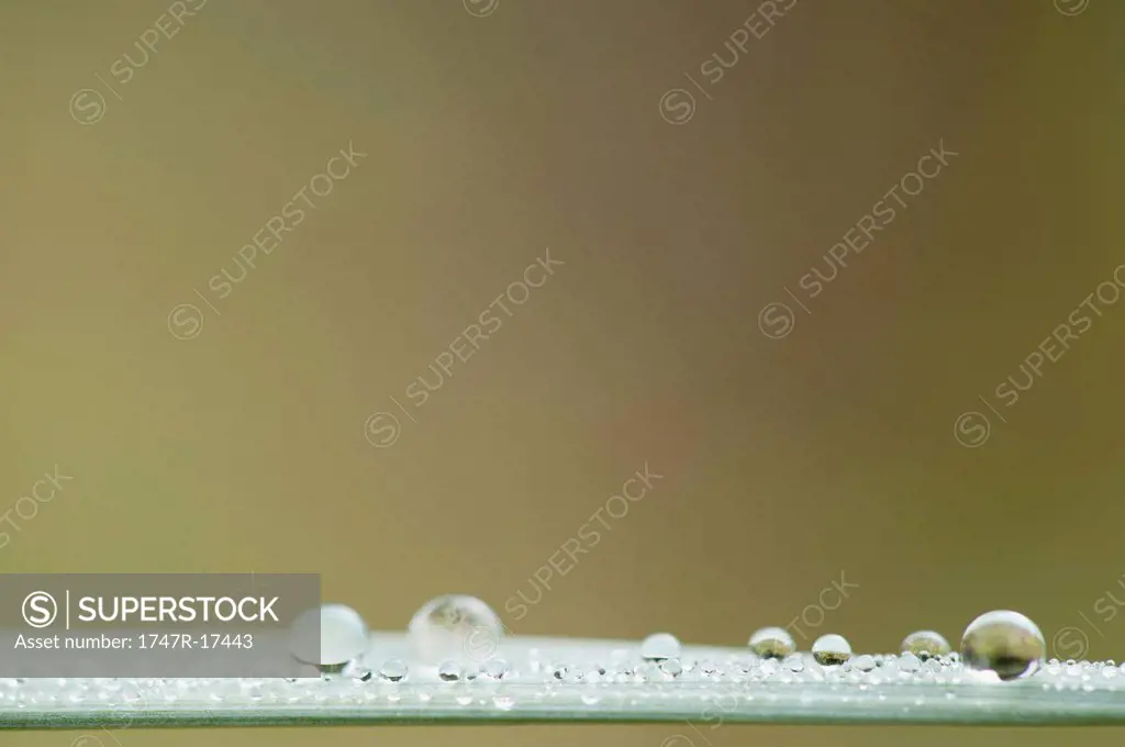Dew drops on blade of grass