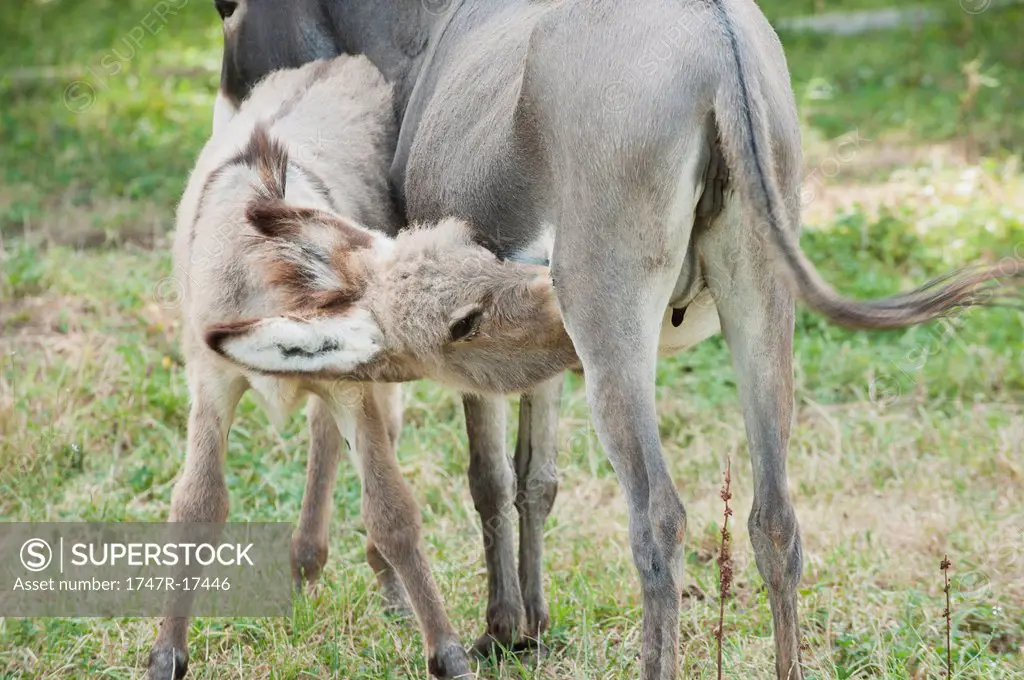 Donkey foal suckling