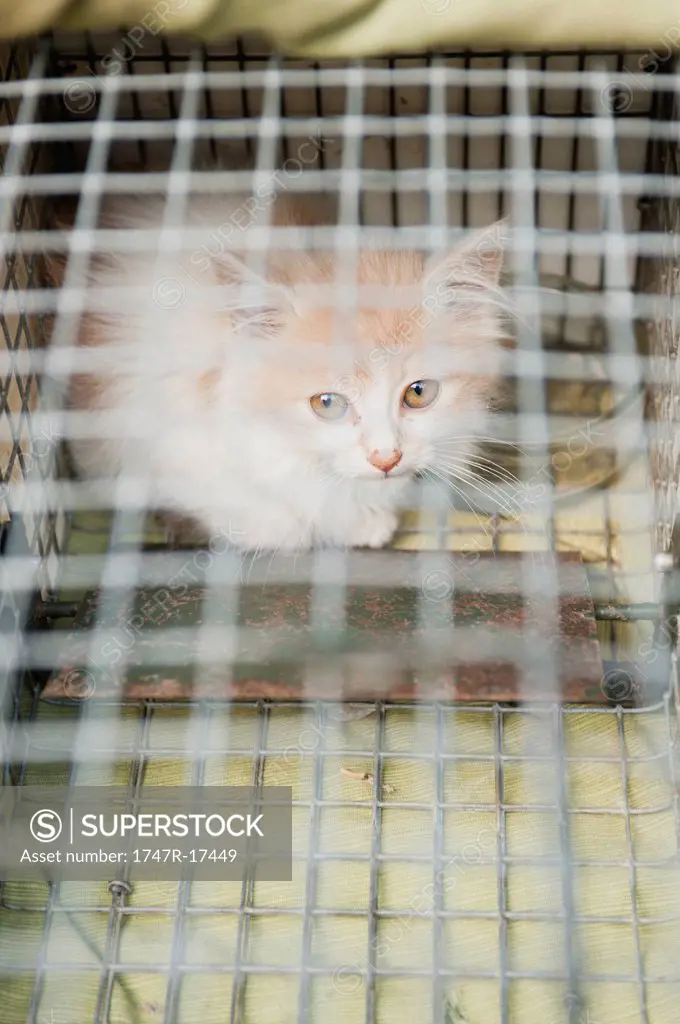 Kitten in cage