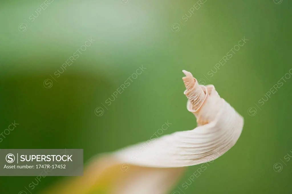 Dried, curled up leaf