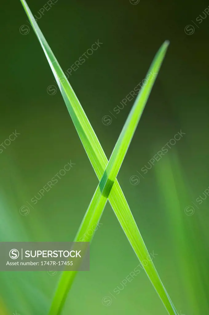 Blades of grass crossed in x shape