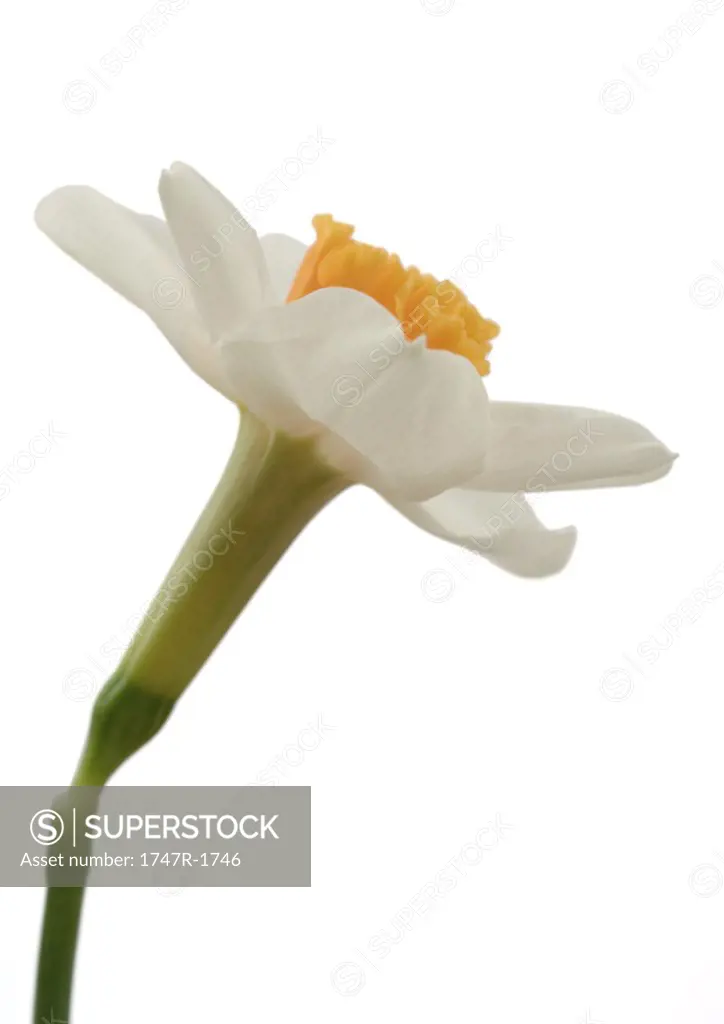 Daffodil, close-up