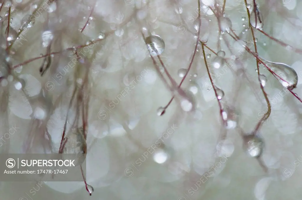 Dew droplets on smoketree, close_up