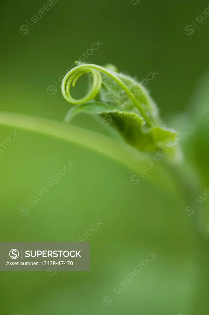 Delicate tendril curled on leaf