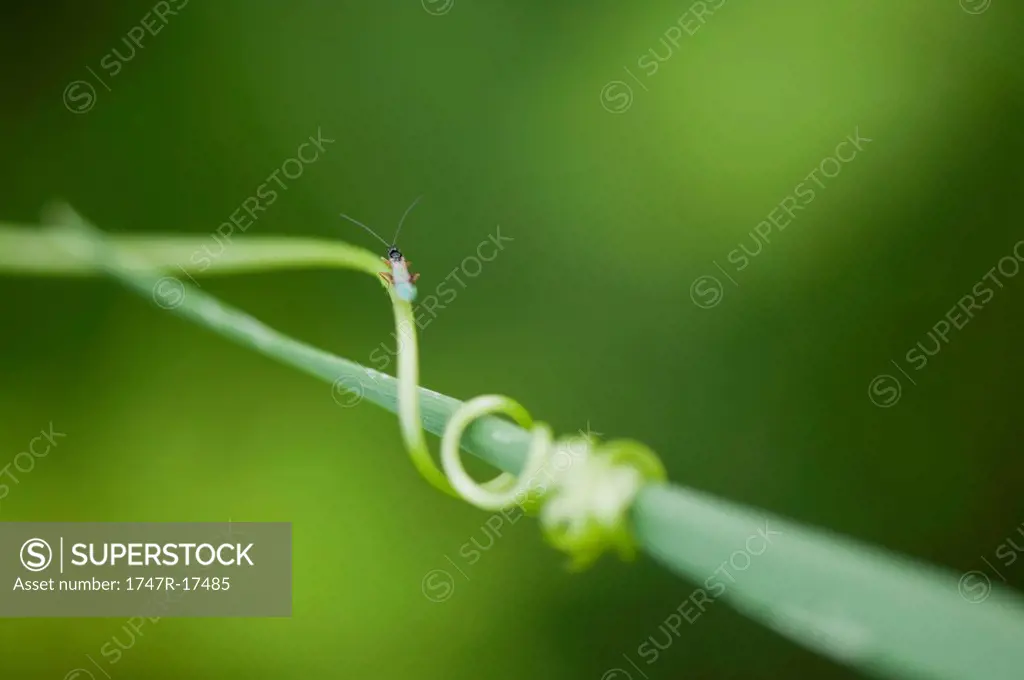 Insect on tendril coiling around blade of grass