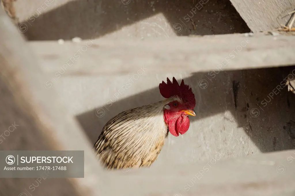 Rooster peeking at camera through steps in henhouse