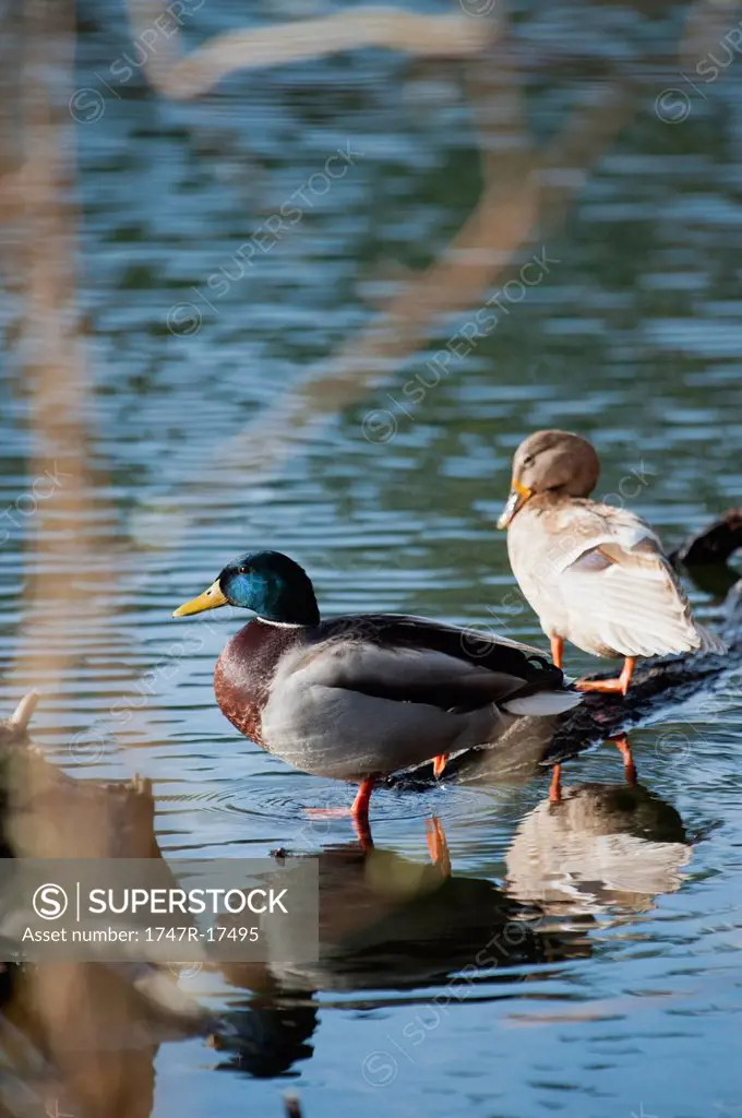 Male and female Mallard ducks in shallow water