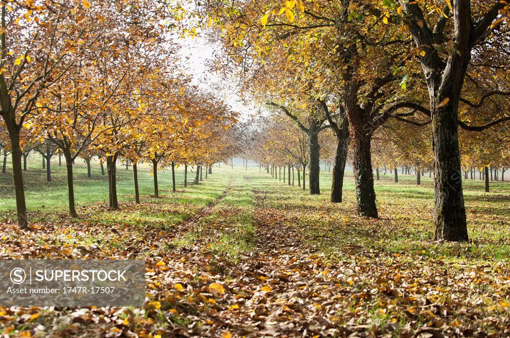 Walnut grove in autumn