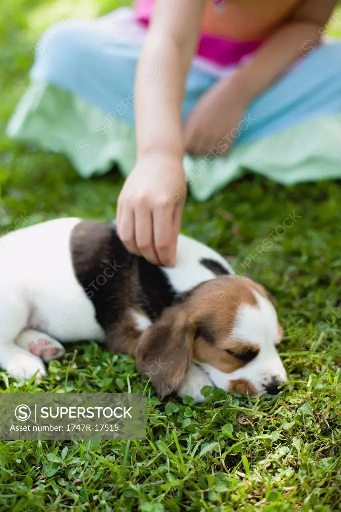 Girl petting beagle puppy, cropped