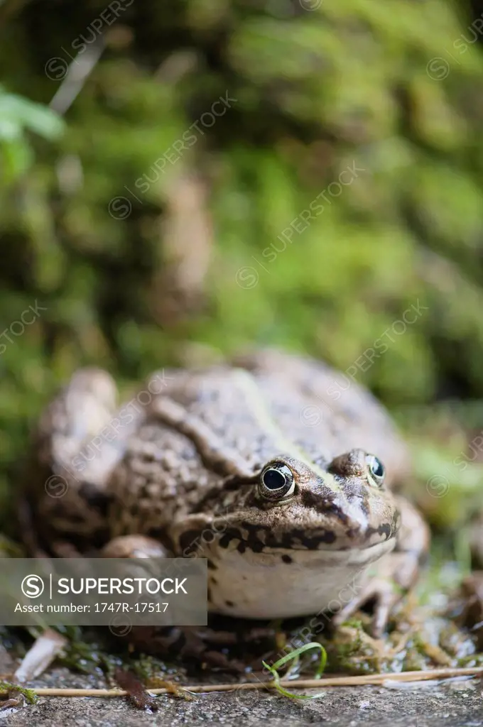 Natterjack toad, close_up