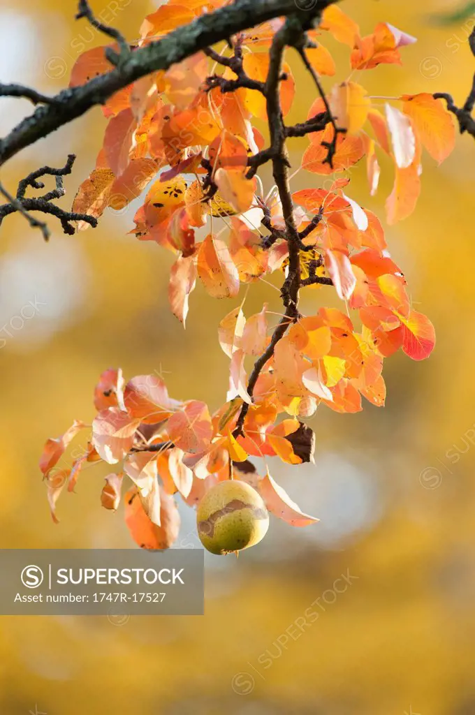 Pear growing on branch in autumn