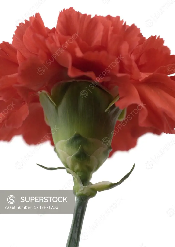 Red carnation, close-up