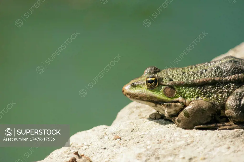 Natterjack toad basking on rock