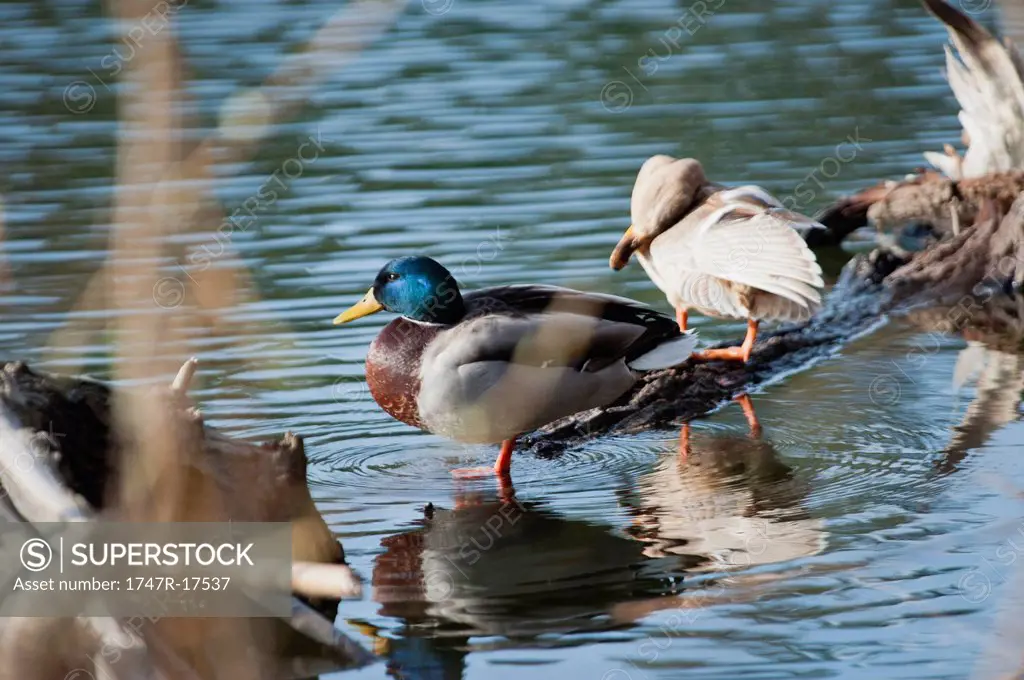 Male and female Mallard ducks in shallow water