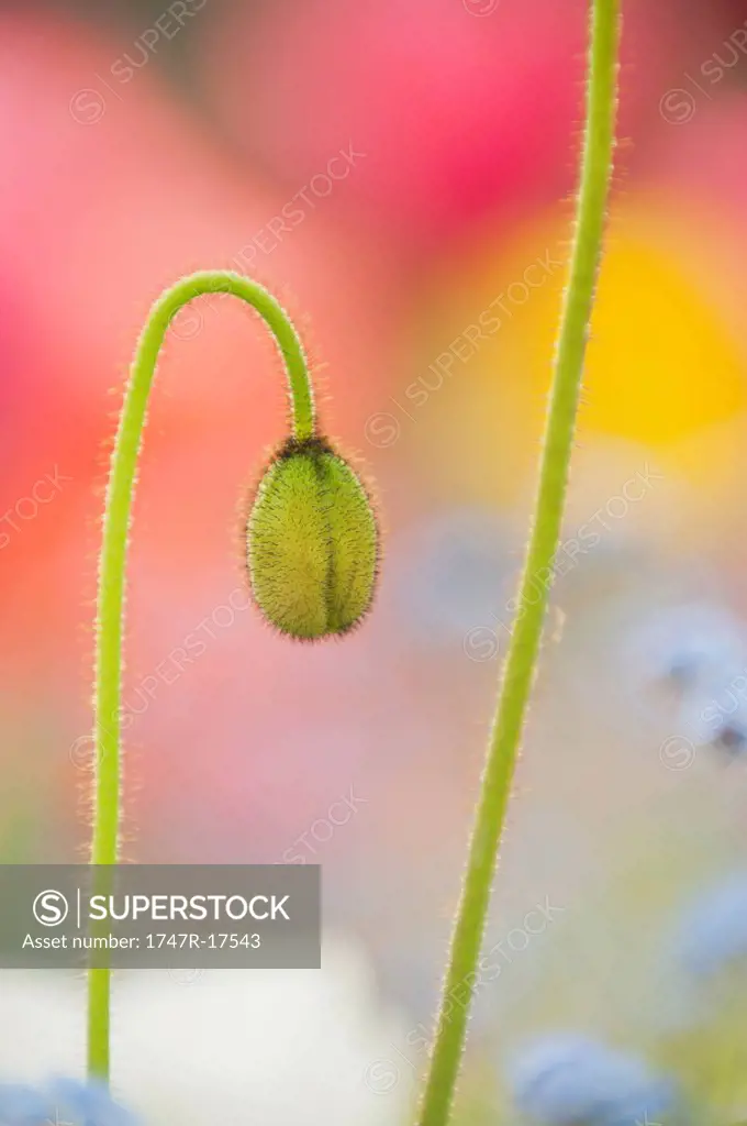 Poppy flower bud