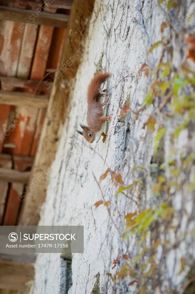 Squirrel climbing up wall of house