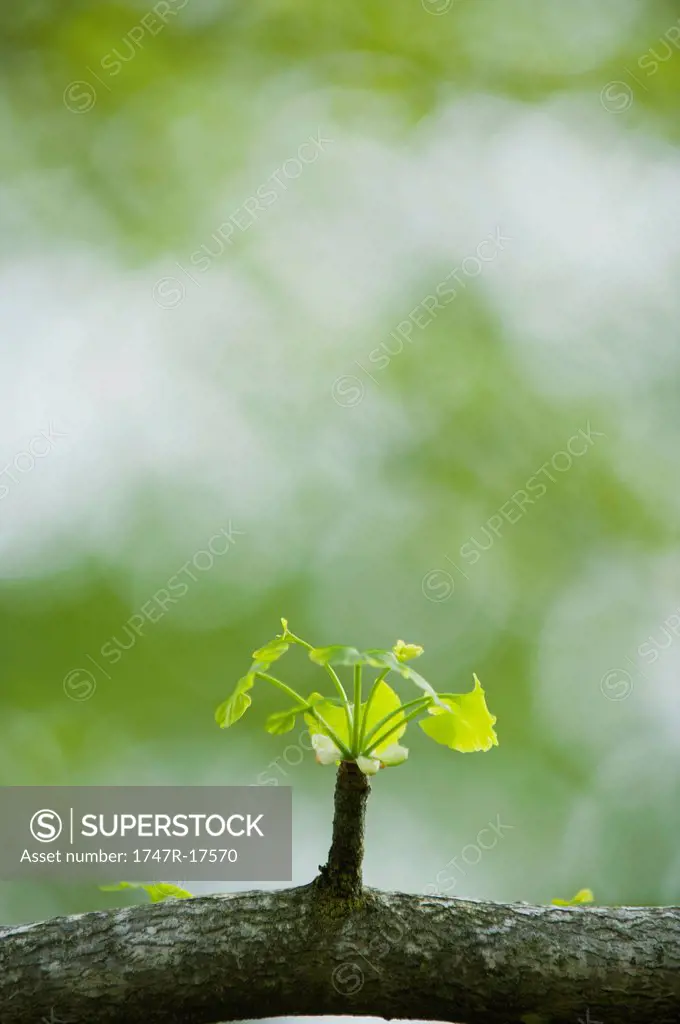 Ginkgo leaves sprouting on branch