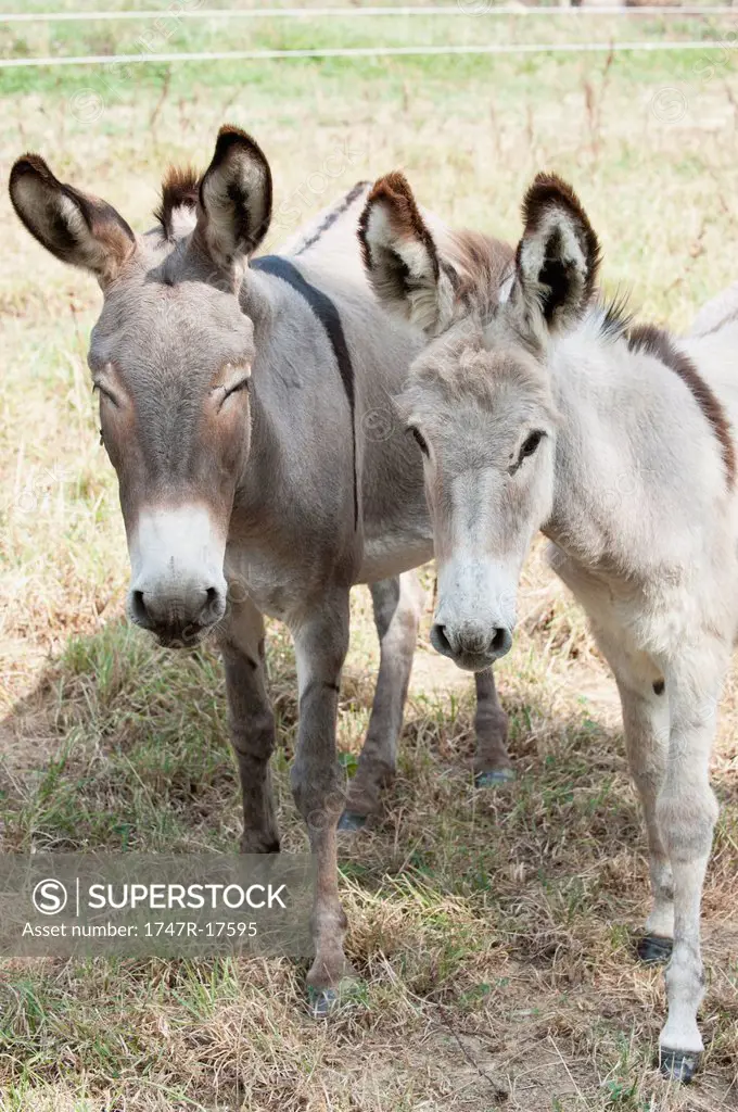 Donkeys standing side by side